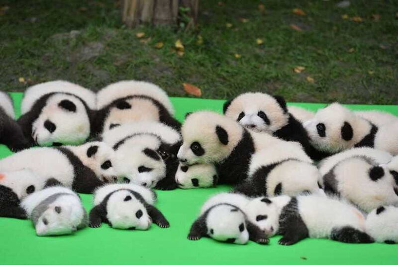 chengdu-private-kung-fu-panda-movie-tour-with-guide