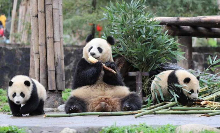 chengdu-private-kung-fu-panda-movie-tour-with-guide