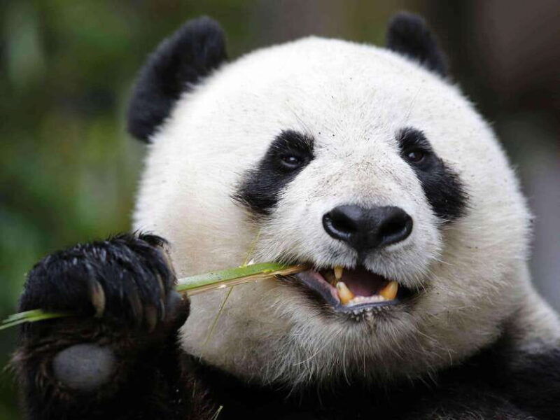 chengdu-private-panda-tour-at-panda-breeding-base