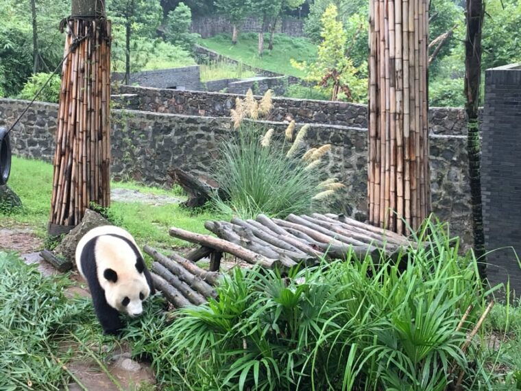 chengdu-private-panda-tour-at-panda-breeding-base
