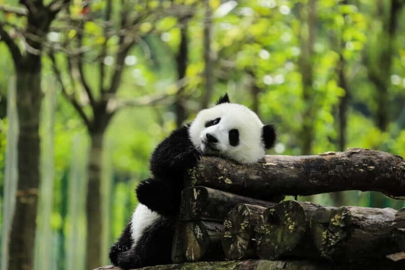 Chengdu Private Tour: Meet Pandas+Hike Qingcheng Front/Back - Key Points