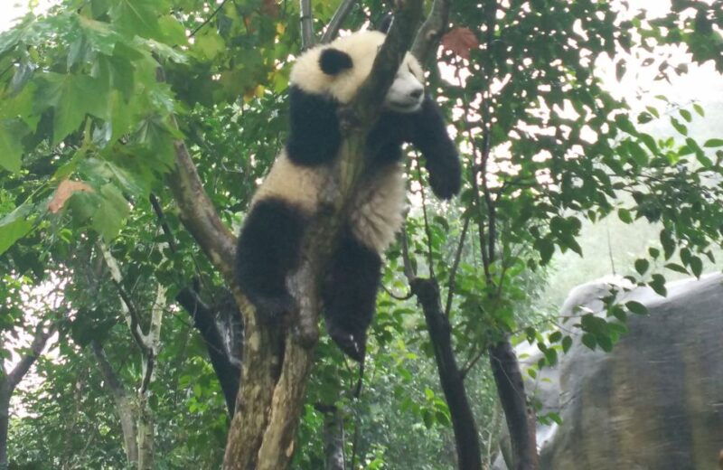 chengdu-private-tour-of-leshan-buddha-and-panda-base