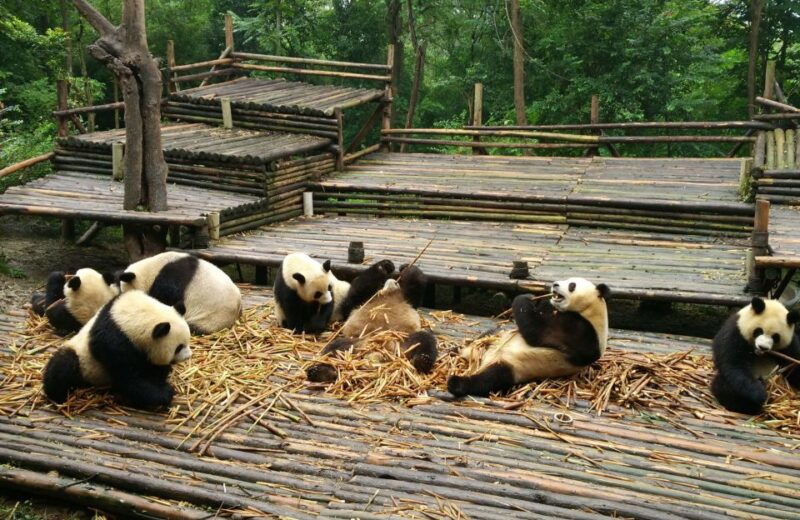 chengdu-private-tour-of-leshan-buddha-and-panda-base