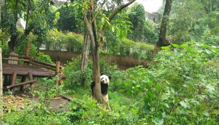 chengdu-private-tour-of-leshan-buddha-and-panda-base