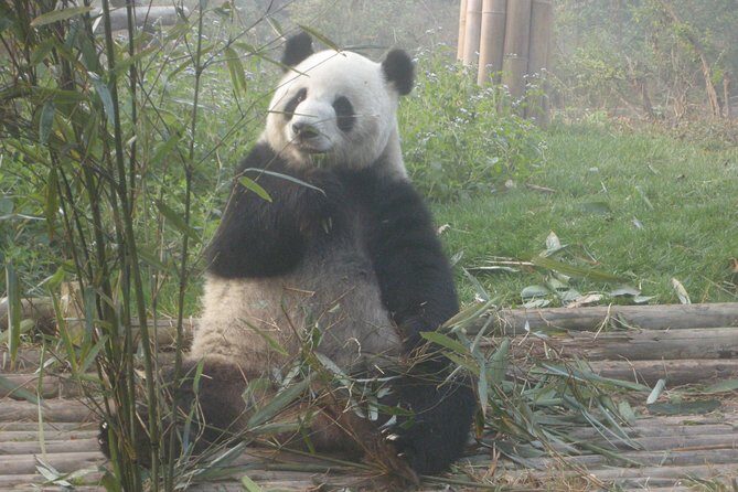 Chengdu Railway Station Pick up and Panda Base Day Tour - Key Points