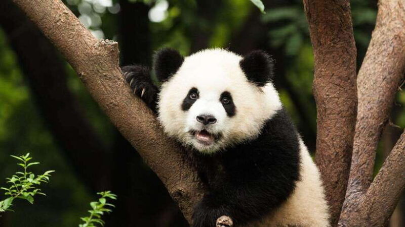 chengdu-research-base-of-giant-panda-breeding-e-ticket