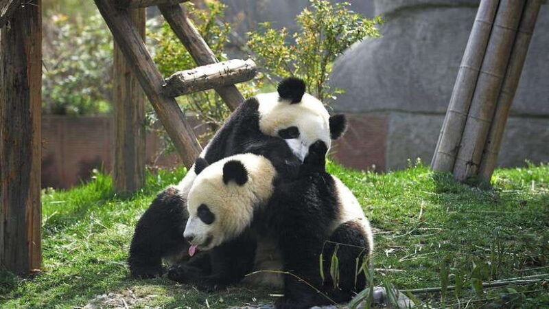 chengdu-research-base-of-giant-panda-breeding-e-ticket