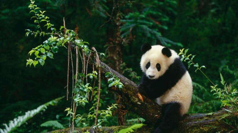 chengdu-research-base-of-giant-panda-breeding-e-ticket