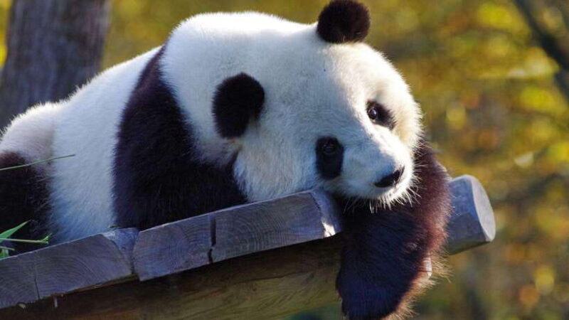 chengdu-research-base-of-giant-panda-breeding-e-ticket