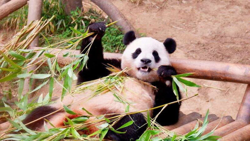 chengdu-research-base-of-giant-panda-breeding-e-ticket
