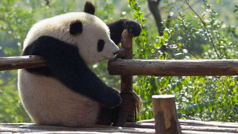 chengdu-research-base-of-giant-panda-breeding-e-ticket