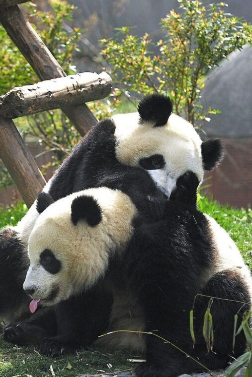 chengdu-research-base-of-giant-panda-breeding-e-ticket