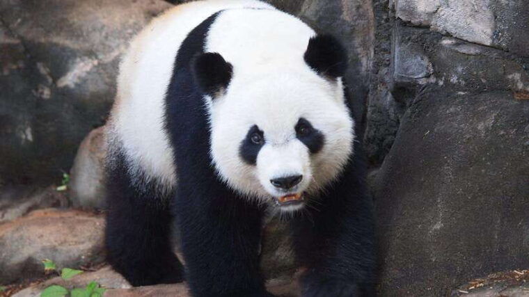 chengdu-research-base-of-giant-panda-breeding-e-ticket
