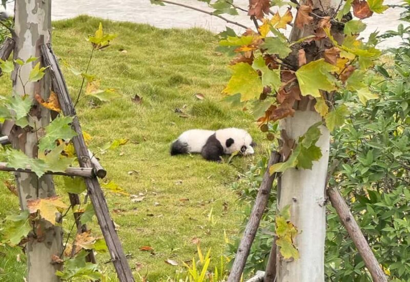 Chengdu Research Base of Giant Panda Breeding Entry Ticket - Key Points