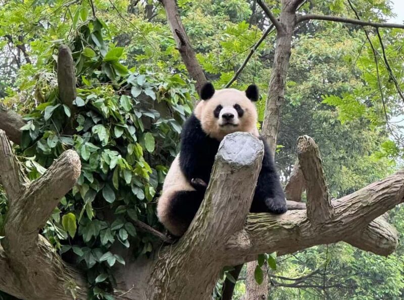Chengdu Research Base of Giant Panda Breeding Entry Ticket - An In-Depth Look at the Panda Base Experience