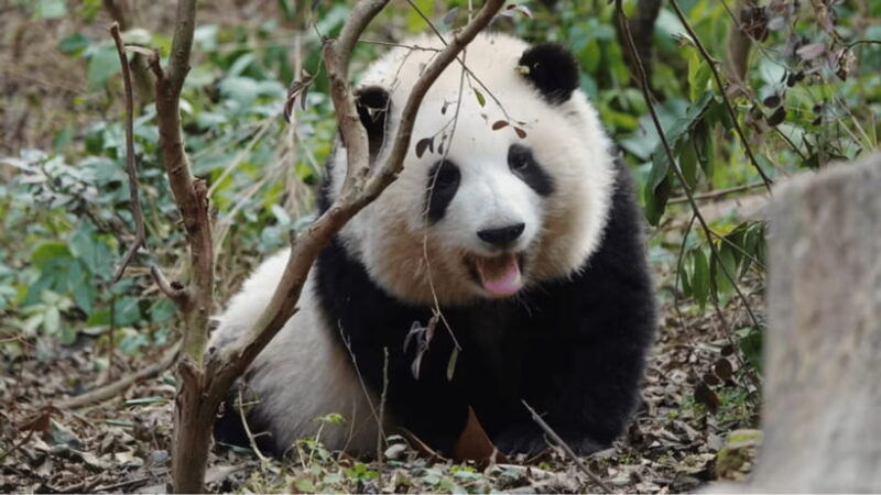 chengdu-research-base-of-giant-panda-breeding