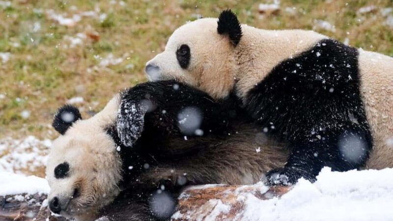 chengdu-research-base-of-giant-panda-breeding