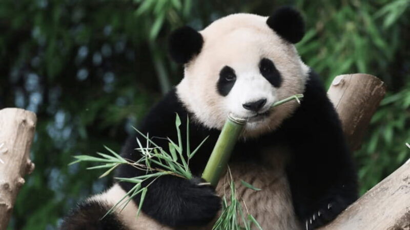 chengdu-research-base-of-giant-panda-breeding