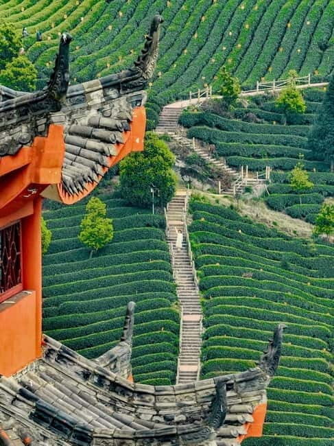 Chengdu: Tea-Picking in the Birthplace of Tea Culture - Key Points  