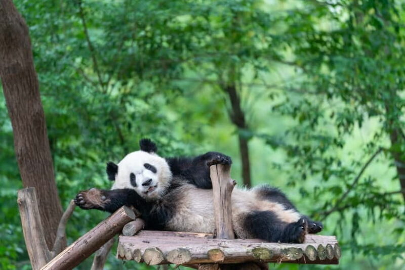 Chengdu: Visa-Free Panda & Cultural Tour in 12 Hours - Key Points