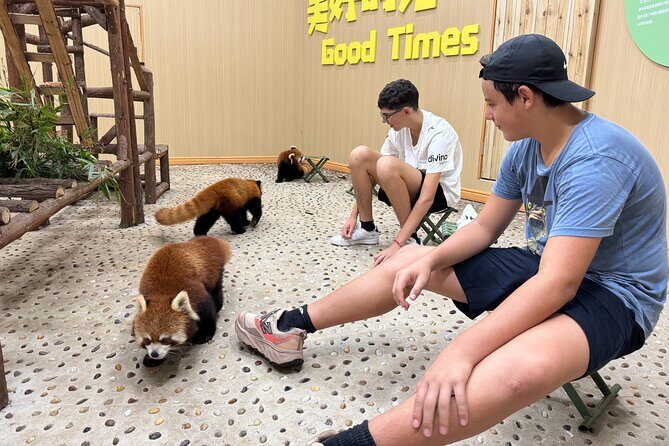 Chengdu: Volunteer Day Experience at Dujiangyan Panda base - The Sum Up