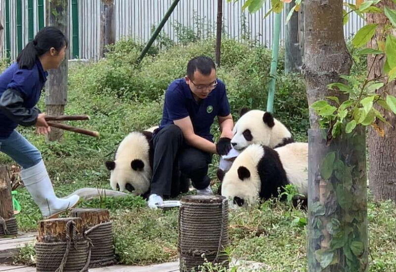 chengdu-volunteer-day-experience-at-dujiangyan-panda-base