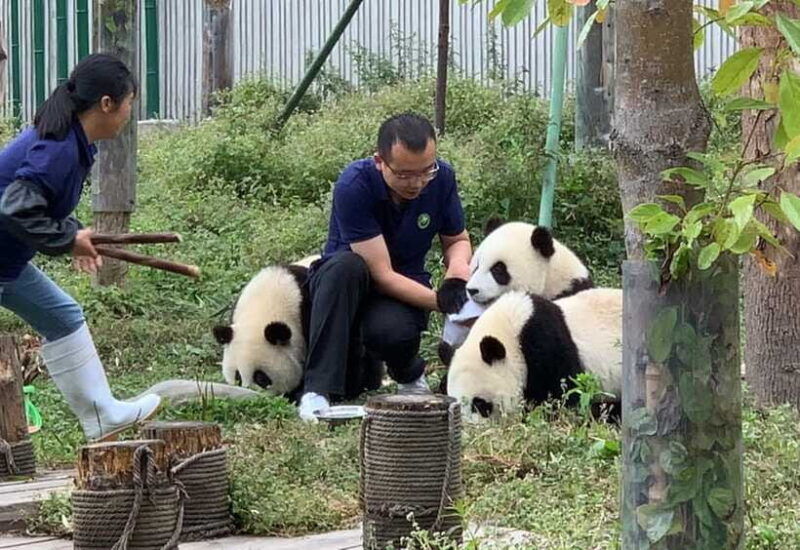 chengdu-volunteer-day-experience-at-dujiangyan-panda-base
