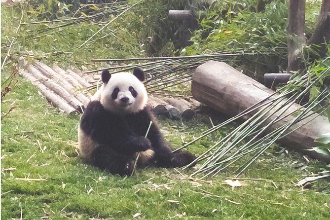 Chengdu Wolong Panda Base Volunteer Experience Trip - The Sum Up