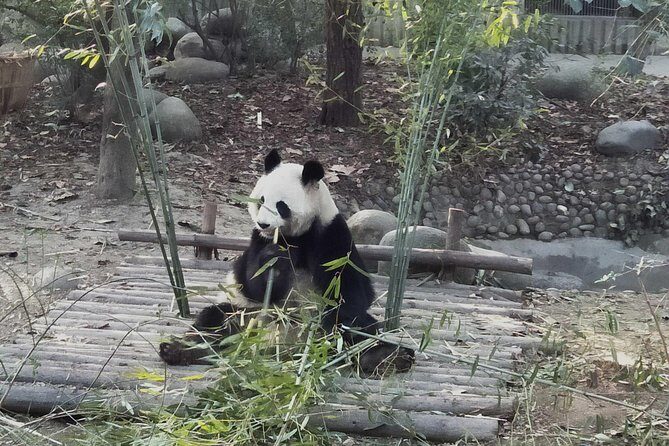 Chengdu Wolong Panda Base Volunteer Experience Trip - FAQ