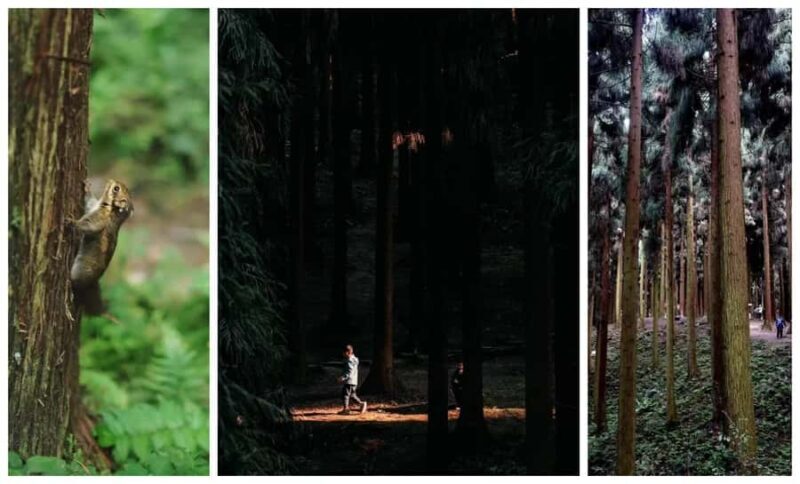 Chengdu: Zhongba Forest Private Hiking Tour with Guide - Key Points