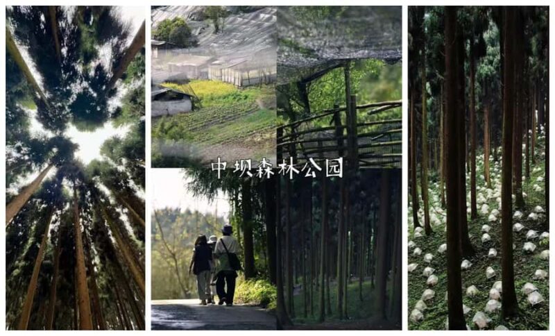 Chengdu: Zhongba Forest Private Hiking Tour with Guide - Why This Tour Works for Different Travelers