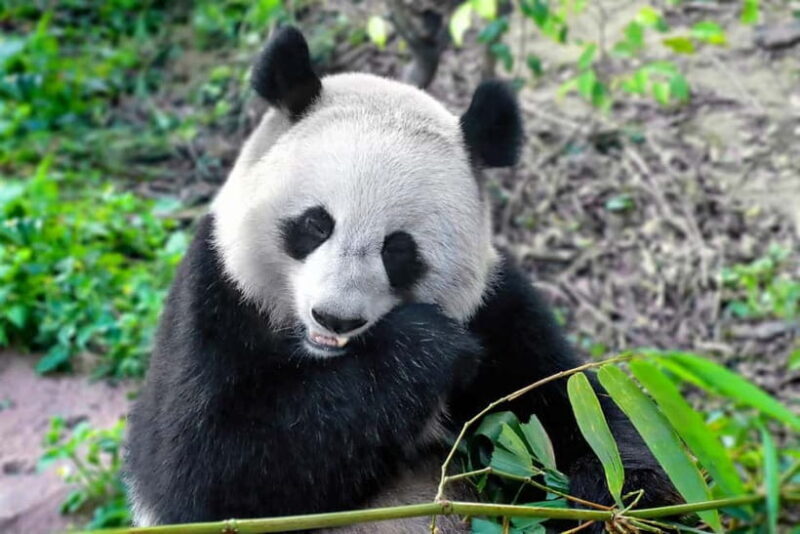 Chengdu:Panda Keepervolunteer for a Day with Pickup - Key Points