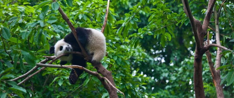 Chengdu:Panda Keepervolunteer for a Day with Pickup - Who Would Love This Tour?