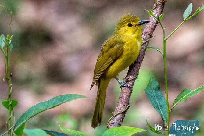 Chennai, Guided Birding And Birding Photo Trip With Spot Scope, 2 to 3 Hours - Key Points