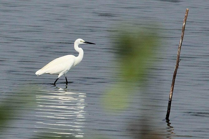 Chennai, Guided Birding And Birding Photo Trip With Spot Scope, 2 to 3 Hours - FAQ