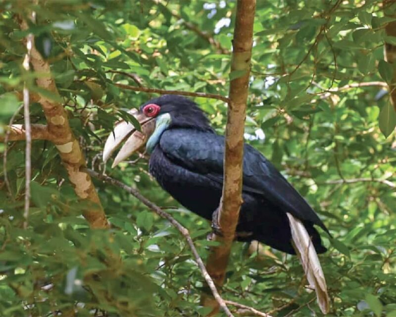 Cheow Larn Lake - Hiking - Cave Explore - Wildlife Safari - Jungle Trekking in Klong Seang National Park