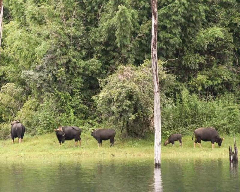 Cheow Larn Lake - Hiking - Cave Explore - Wildlife Safari - Wildlife Safari at Sunset
