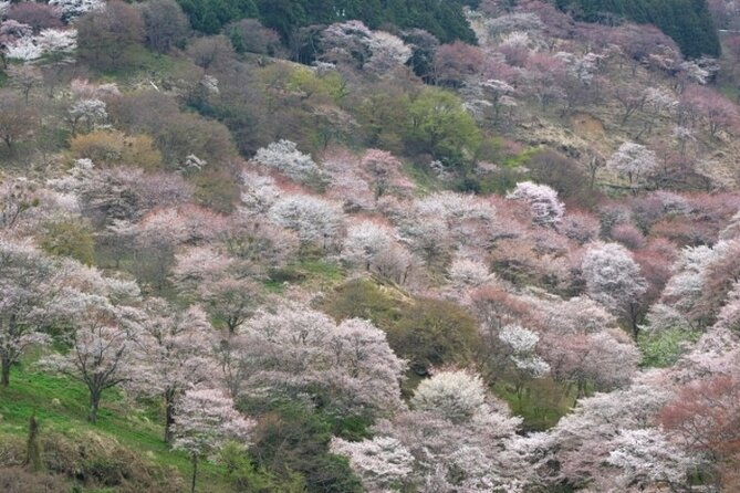 cherry-blossom-buddha-and-mt-yoshino-with-strawberry-picking-tour