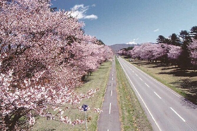 Cherry Blossom Experience including Shizunai Nijukken Road - A Detailed Look at the Cherry Blossom Tour