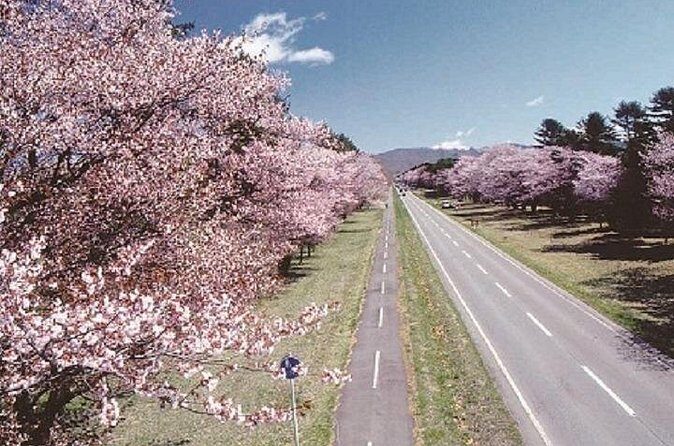 Cherry Blossom Experience including Shizunai Nijukken Road - Who Would Love This Tour?