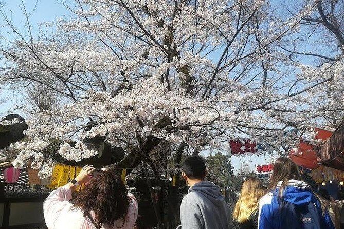 Cherry Blossom highlights, Asakusa, Ueno, Imperial Palace Garden - FAQ