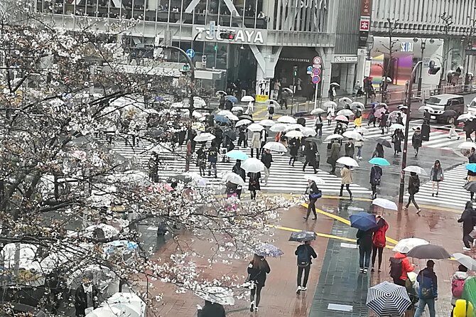 Cherry Blossom highlights, Asakusa, Ueno & Meiji shrine - The Sum Up