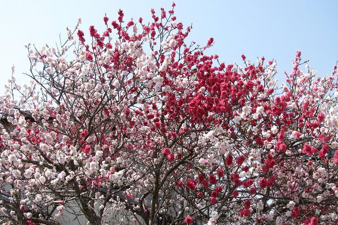 Cherry blossom highlights, Asakusa, Ueno, Yanaka - A Satisfying Blend of Nature and Nostalgia