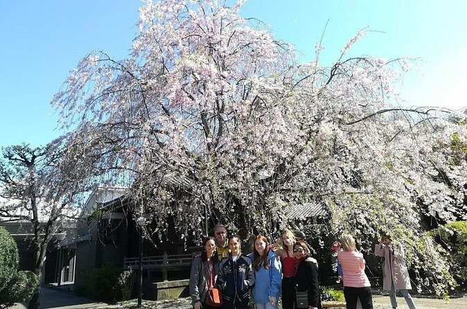 Cherry blossom highlights, Asakusa, Ueno, Yanaka - FAQ