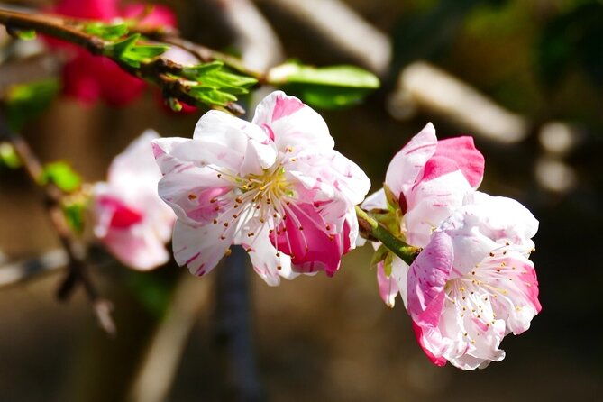 cherry-blossom-private-tour