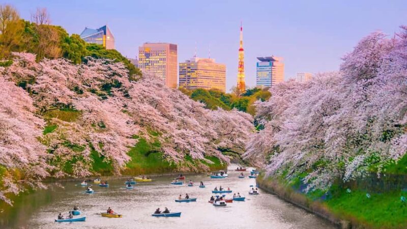 Cherry Blossom Seasonal Special: Classic Tokyo Day Tour - Introduction: The Allure of Tokyo’s Cherry Blossoms