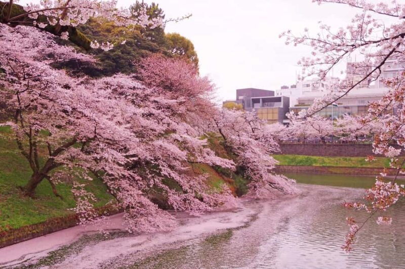 Cherry Blossom Seasonal Special: Classic Tokyo Day Tour - Practical Aspects of the Tour