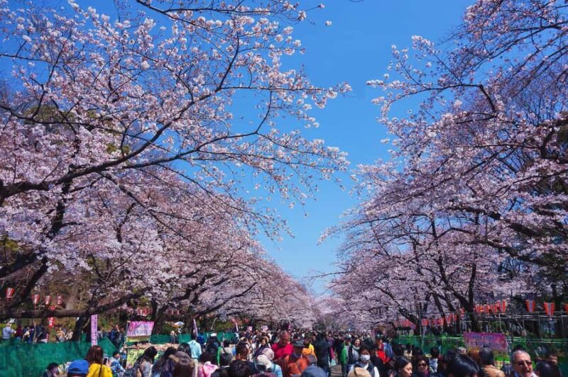 Cherry Blossom Seasonal Special: Classic Tokyo Day Tour - Final Thoughts: Is This Tour Right for You?