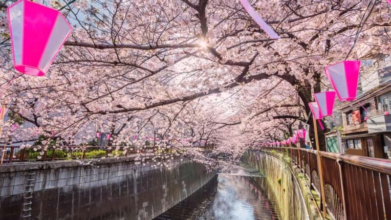 Cherry Blossom Seasonal Special: Classic Tokyo Day Tour - Frequently Asked Questions