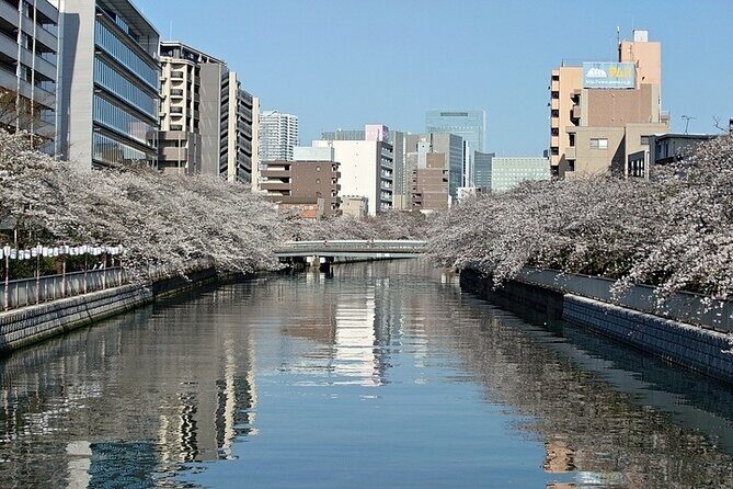 Cherry Blossom Sightseeing River Boat Experience - Who Will Enjoy This Tour?